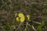 Hairy cowpea